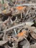 Calliptamus sp.